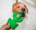 Cactus Shape Dog Toothbrush Stick Puppy Dental Care Brushing Stick Effective Doggy Teeth Cleaning Massager Natural Rubber Bite Resistant Chew Toys